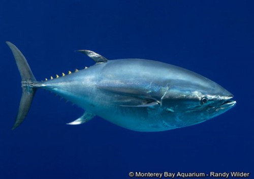 Tình trạng khai thác quá mức đã đẩy cá ngừ vây xanh Thái Bình Dương từ danh sách ít được quan tâm tới Bị đe dọa (Ảnh: Monterey Bay Aquarium - Randy Wilder)