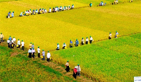 Tác phẩm "Tham quan cánh đồng mẫu lớn". (Ảnh: Phan Thanh Cường)