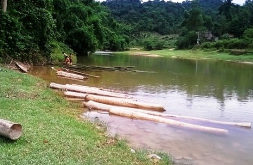 Số gỗ được khai thác trái phép thả xuống suối ở thôn Cụt Ạc, xã Xuân Chinh, huyện Thường Xuân, Thanh Hóa. (Ảnh: Tuấn Minh)