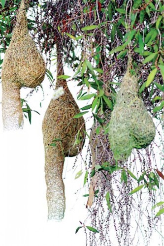 Tổ chim dồng dộc (Ảnh: Sài Gòn Giải Phóng)