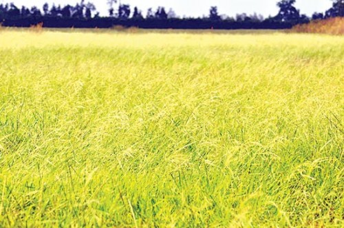 Lúa ma, loại lúa quý hiếm đang được bảo tồn gen (Ảnh: Sài Gòn Giải Phóng)