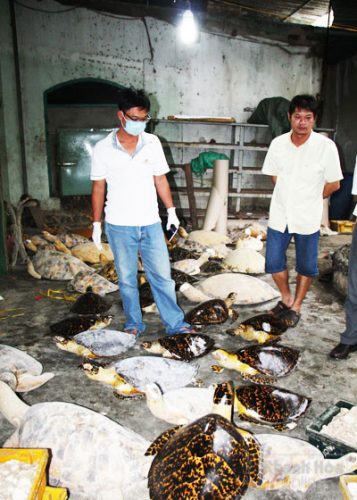 Ông Hoàng Tuấn Hải (bên phải) chủ cơ sở chứa rùa biển khô (Ảnh: Báo Khánh Hòa)