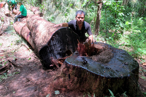 Phá rừng tàn khốc, lâm tặc thách thức cơ quan bảo vệ VQGYok Đôn, tỉnh Đắc Lắc (Ảnh: Đỗ Doãn Hoàng/Đại Đoàn Kết)