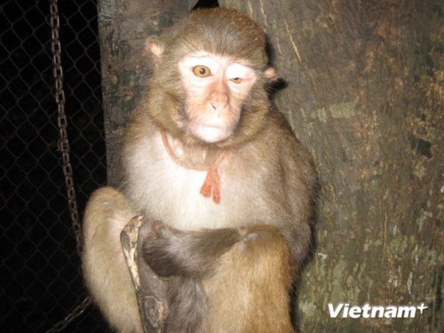 Xử phạt nghiêm các vụ buôn bán trái phép động vật hoang dã quý hiếm (Ảnh: PV/VietnamPlus)