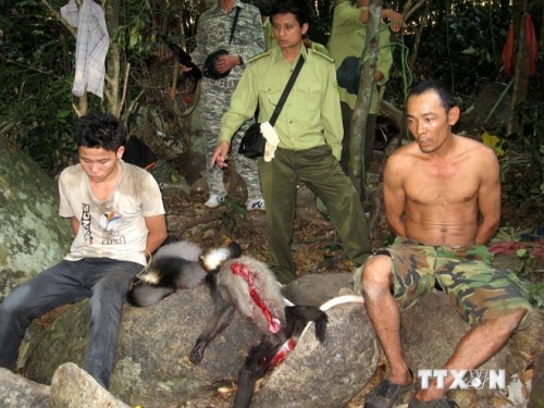 Các đối tượng săn bắn thú rừng quý hiếm tại Vườn quốc gia Núi Chúa, tỉnh Ninh Thuận vào năm 2011 (Ảnh: TTXVN)