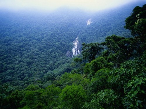 Rừng Amazon (Ảnh: Getty)