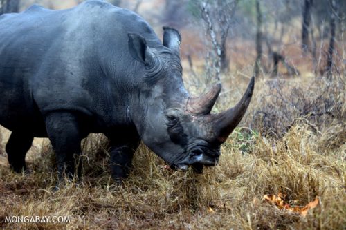 Tê giác trắng Nam Phi (Ảnh: Rhett A. Butler/Mongabay.com)