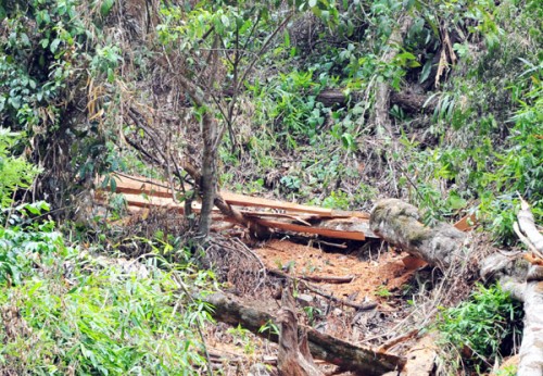 Ảnh minh họa: Báo Lào Cai