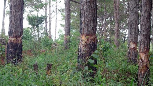 Rừng thông 30 năm tuổi ở xã Quảng Sơn, huyện Đác Glong bị đẽo gốc chết để lấn chiếm đất trái phép (Ảnh: Nhân Dân)