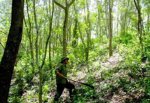 Cần tăng cường công tác bảo vệ rừng và phòng chống cháy rừng. (Ảnh: ruthamcausaigon.vn)
