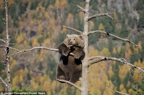 Ảnh: Jorgen Tharaldsen/Solent News