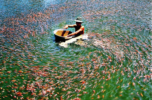 Nuôi cá trên sông Mekong (Ảnh: VietNamNet)
