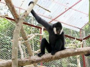 Một trong 2 cá thể vượn đen má trắng bàn giao cho Trạm Đa dạng sinh học Mê Linh ngày 13/12. (Ảnh: Nguyễn Vũ Khôi)