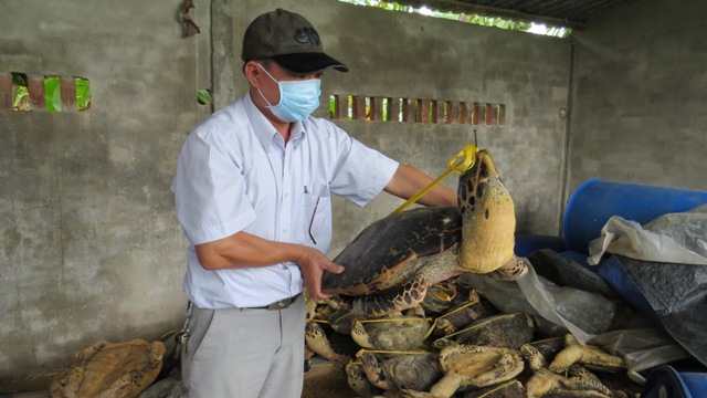 Rùa biển bị tàn sát số lượng lớn ở Nha Trang