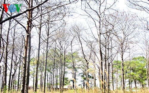 Hình ảnh rừng thông bị tàn phá ở Đắc Nông. (Ảnh: Thế Thắng)