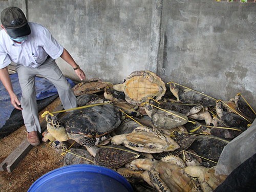 Hàng ngàn con rùa biển được thu giữ tại TP Nha Trang. (Ảnh: Kỳ Nam)