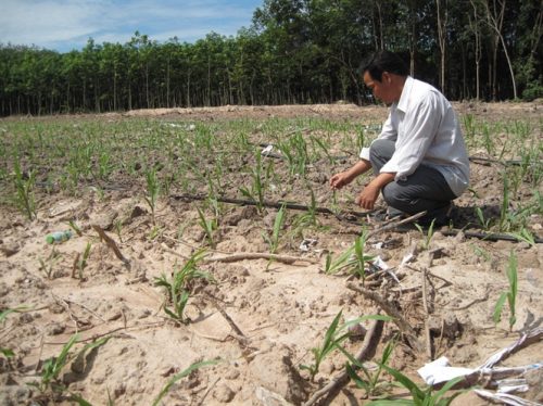 Chủ vườn cao su tiểu điền Trần Xuân Linh bên đồng cỏ voi mới trồng để chuẩn bị cung cấp cho đàn bò sữa 40 con sắp đến. (Ảnh: nongnghiep.vn)