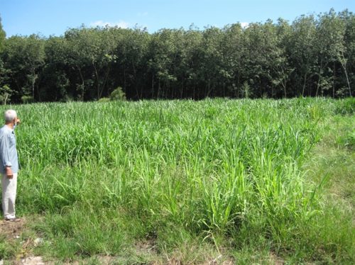 Trang trai chăn nuôi bò sữa nằm lọt thỏm trong khu vực cao su của ông Trần Xuân Linh đang trong quá trình hoàn thiện. (Ảnh: nongnghiep.vn)