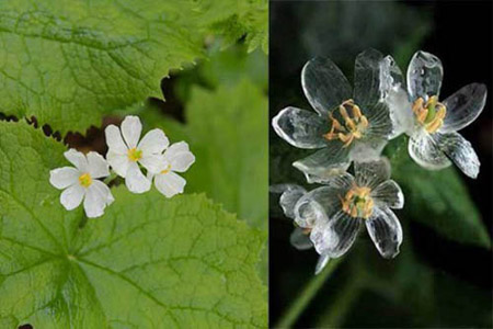 Cánh hoa màu trắng trong điều kiện bình thường (trái) và dạng trong suốt khi tiếp xúc với nước mưa. (Ảnh: curiositaeperche.it)