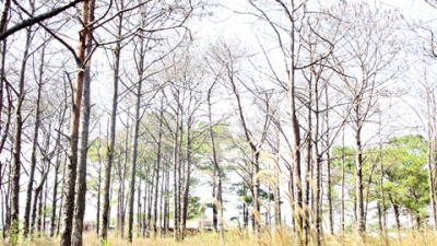 Hàng loạt cây thông hơn 30 năm tuổi thuộc rừng thông phòng hộ cảnh quan quốc lộ 14 đoạn qua xã Nâm N’jang, huyện Đác Song, bị “đầu độc” chết hàng loạt. (Ảnh: Nhân Dân)