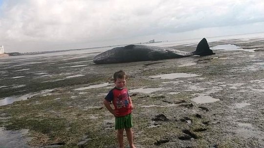 Xác cá nhà táng khổng lồ trên bãi biển Úc