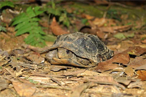 Một chú rùa Sa nhân được tìm thấy ở rừng Cúc Phương (Ninh Bình).