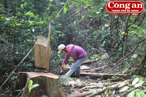 Một cây gỗ đã bị xẻ thịt. (Ảnh: Ngọc Oanh)