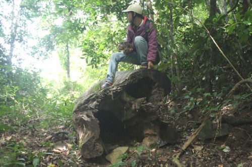 Những cây gỗ bị lâm tặc “chê”, nằm chờ mục. (Ảnh: Ngọc Oanh)