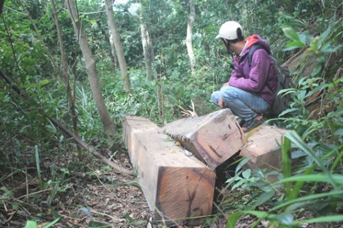 Những súc gỗ nằm rải rác bên đường, chuẩn bị đưa ra khỏi rừng. (Ảnh: Ngọc Oanh)