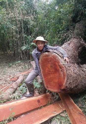 Những cây gỗ lim đường kính 2 người ôm bị “xẻ thịt” không thương tiếc. (Ảnh: kinhtenongthon.com.vn)