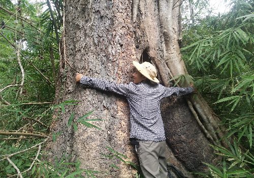 Một cây to hiếm hoi còn tồn tại giữa rừng. (Ảnh: kinhtenongthon.com.vn)