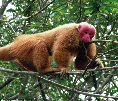Khỉ mặt đỏ đầu hói Uakeri. (Ảnh: Daily Mail)