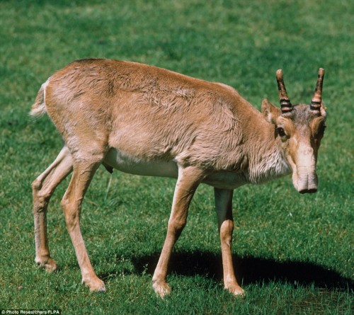 Hươu Saiga. (Ảnh: Daily Mail)