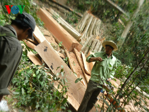 Hiện trường khai thác rừng trái phép tại tiểu khu 73A - rừng phòng hộ Sông Lũy. (Ảnh: vov.vn)