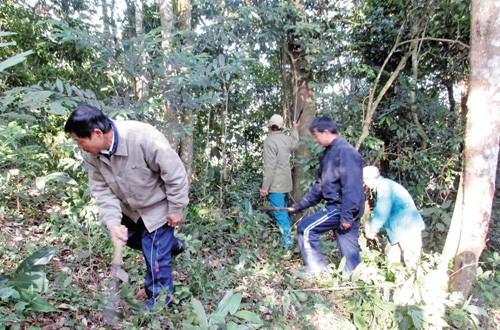 Tổ quản lý bảo vệ rừng bản Nhộp, xã Chiềng Bôm (rừng đặc dụng Copia, huyện Thuận Châu) đang chăm sóc rừng. (Ảnh: Điêu Chính Tới)