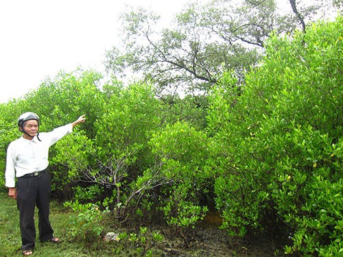 Dãy rừng ngập mặn hàng trăm năm tuổi vẫn được ông Nhì cùng bà con thôn Đông Xuân gìn giữ. (Ảnh: Vĩnh Quyên)