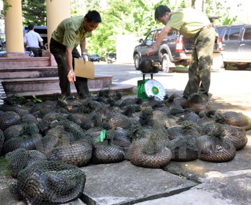 Từ 2012 đến 2014, các cơ quan chức năng tỉnh Hải Phòng đã bắt giữ hơn 34,3 tấn tê tê đông lạnh và vảy tê tê. (Ảnh: ENV)