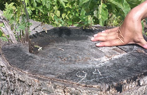 Gỗ to, gỗ nhỏ ở khu vực Giếng Cọp bị triệt hạ không nương tay. (Ảnh: P.Nam)