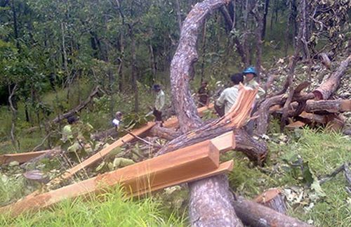 Lực lượng kiểm lâm đang đo đếm các điểm phá rừng mà Pháp Luật TP.HCM đã phản ảnh. Ảnh: PN