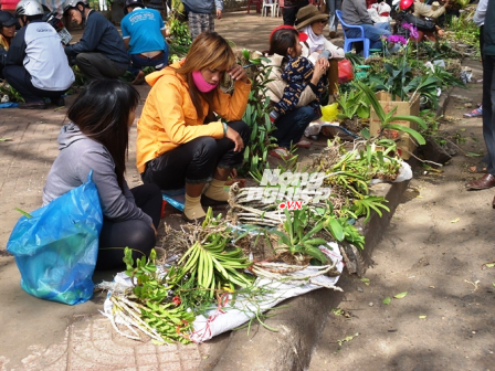 Lan rừng được bày bán tràn lan tại đường Lê Duẩn của TP Buôn Ma Thuột, Đăk Lăk