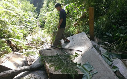Những khúc gỗ chưa được chuyển đi tại bãi tập kết bên suối Đăk Nít, xã Đăk Sao, huyện Tu Mơ Rông (Ảnh: T.K)