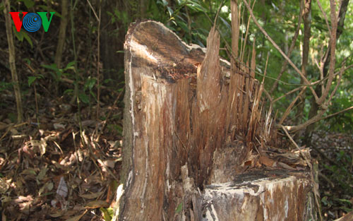 Những cây gỗ quý bị chặt hạ