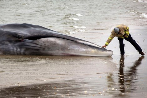 Con cá voi khổng lồ bị mắc cạn và chết trên bờ biển được xác định là do…ô nhiễm tiếng ồn