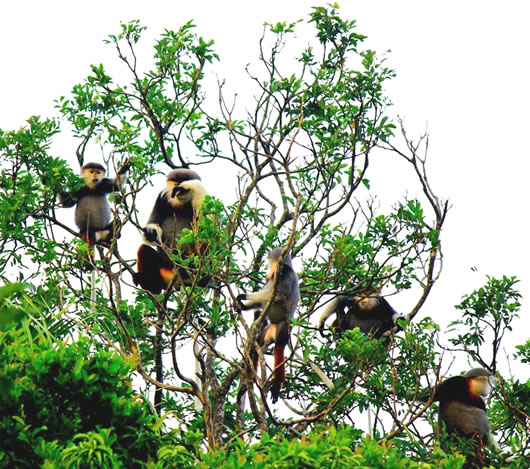 Các nhà nghiên cứu cho biết, đến nay ở bán đảo Sơn Trà có khoảng hơn 350 cá thể Voọc chà vá chân nâu.