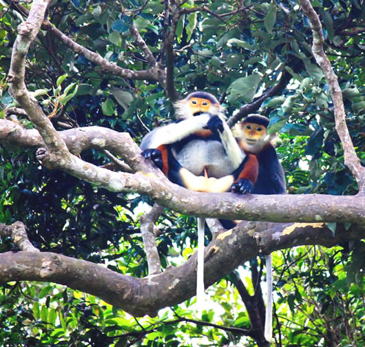 Ăn trên cây, ngủ trên cây, thức ăn của Voọc cũng rất phong phú