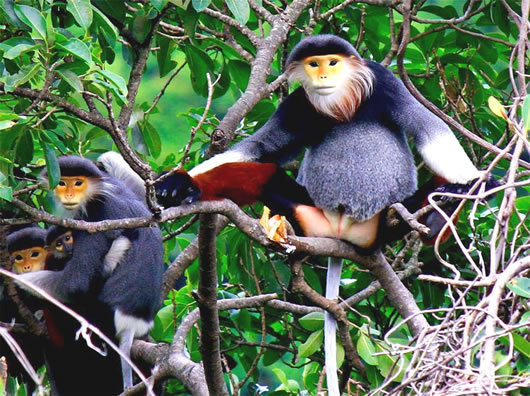 Được ngắm các chú Voọc ngũ sắc là điều rất thích thú đối với các du khách mỗi khi khám phá bán đảo Sơn Trà