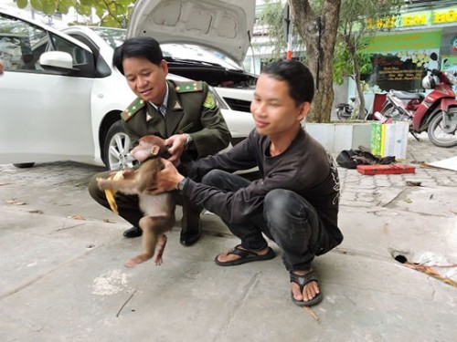 Cơ quan kiểm lâm tiếp nhận cá thể khỉ mốc từ anh Vỹ. (Ảnh: Công an TP Đà Nẵng)