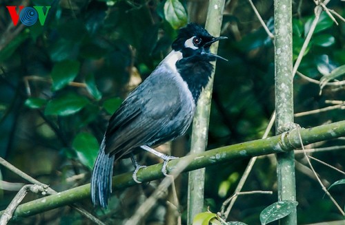 Khướu đầu đen - Black - hooded Laughingthrush, loài chủ yếu có ở Việt Nam và ven biên giới Lào - Việt. Rất khó chụp vì chim thường nhảy loi choi trong bụi rậm cao. 