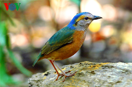 Chùm ảnh: Một số loài chim quý hiếm ở Kon Tum