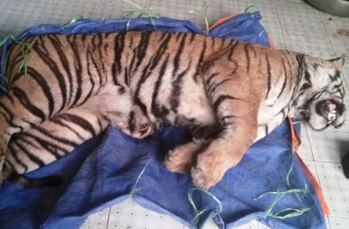 Cá thể hổ nặng 140 kg bị cảnh sát phát hiện thu giữ tại nhà bà Nhượng. (Ảnh: Báo Tri thức trực tuyến)